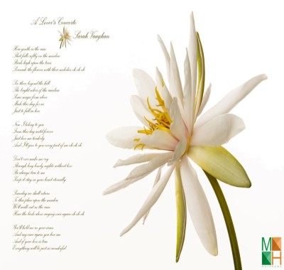  Tranh dán tường 3D đẹp FW - 204